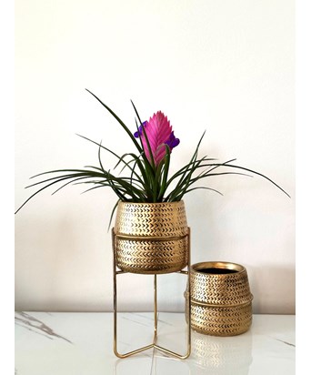 Antik Gold Ayaklı Saksıda Air Plant